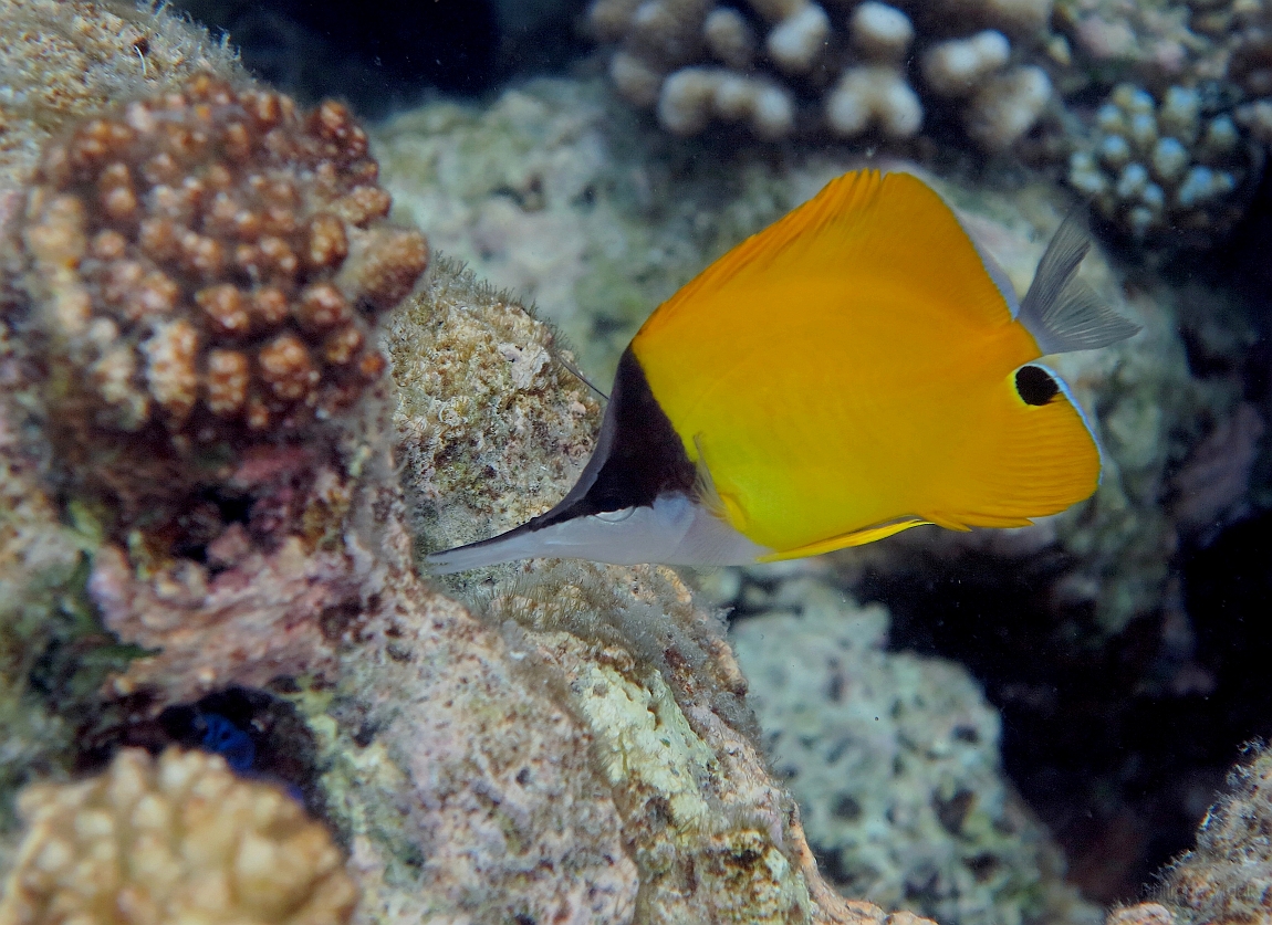 IMG_0721rf_Maldives_Madoogali_House reef_Poisson papillon a long bec_Forcipiger longirostris.jpg